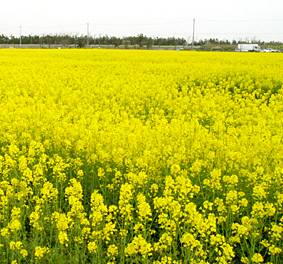 シニアの楽しみ｜俳句