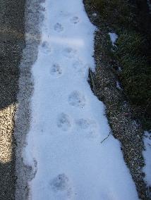 雪道にご用心