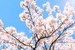 春｜桜