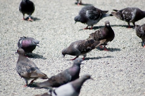 鳩の群れ