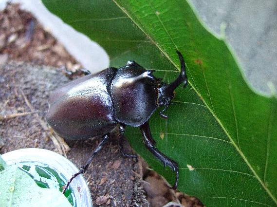 夏の風物詩｜カブトムシ