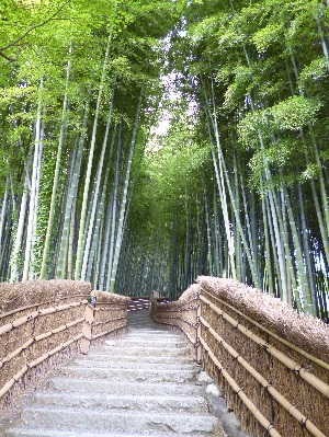 シニアの旅行｜嵯峨野